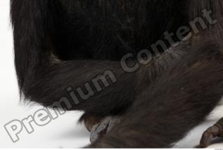 Chimpanzee - Pan troglodytes 0011